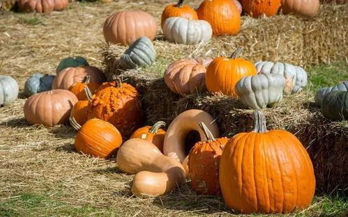 铁豆吃瓜群众,揭秘网络红人的崛起之路