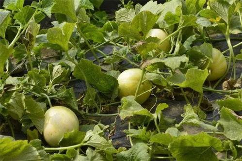 吃瓜群众的小甜瓜图片,夏日清凉,甜蜜滋味尽收眼底