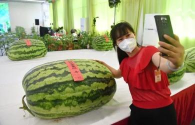 吃瓜群众属于什么群体的,网络时代下的社会观察者群体