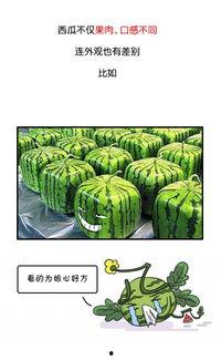吃瓜群众吃到西瓜怎么办,甜蜜惊喜引发热议