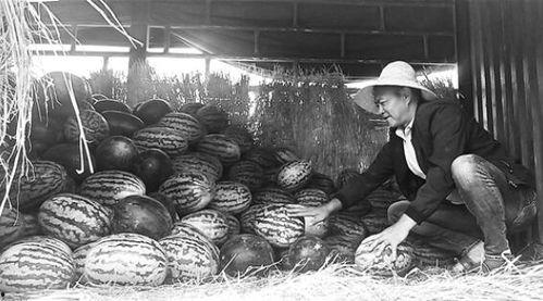 靖州吃瓜群众事件始末,一场网络舆论的风波与反思