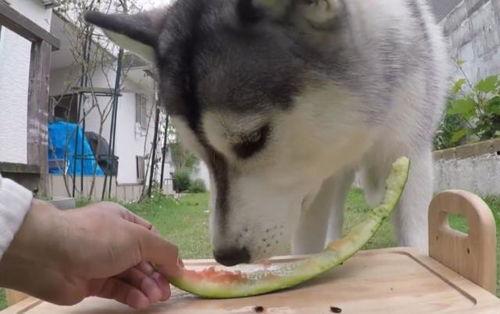吃瓜群众二哈礼物图片大全,吃瓜群众的最爱