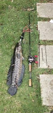 钓鱼群吃瓜群众视频大全