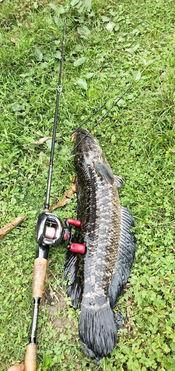 钓鱼群吃瓜群众视频大全