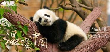 吃瓜群众大熊猫视频,萌态百出,萌翻网友