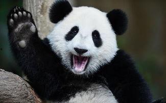 吃瓜群众大熊猫视频,萌态百出,萌翻网友