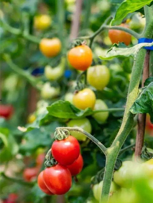 吃瓜群众小番茄,揭秘吃瓜群众的趣味生活