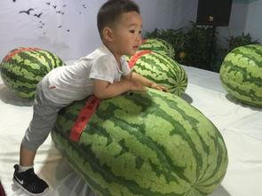 吃瓜群众怎么开会,吃瓜群众视角下的会议奇观