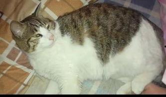 猫咪吃瓜群众的站姿,揭秘站姿背后的趣味解读