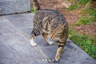 猫咪吃瓜群众的站姿,揭秘站姿背后的趣味解读