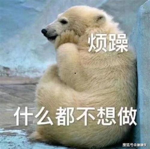 吃瓜群众小猫图片表情包,小猫表情包里的欢乐时光