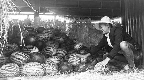 石河子吃瓜群众事件视频,网络热议的街头冲突瞬间