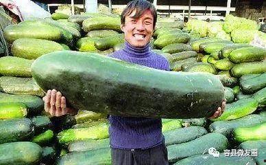 吃瓜群众原料,揭秘“吃瓜群众”背后的社会现象与心理解读