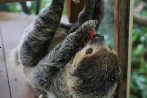 吃瓜群众猩猩,揭秘娱乐圈背后的那些事儿