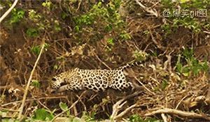 吃瓜群众浣熊君,揭秘娱乐圈幕后故事