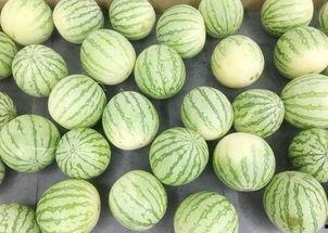 吃瓜群众包子,包子界的“网红”现象